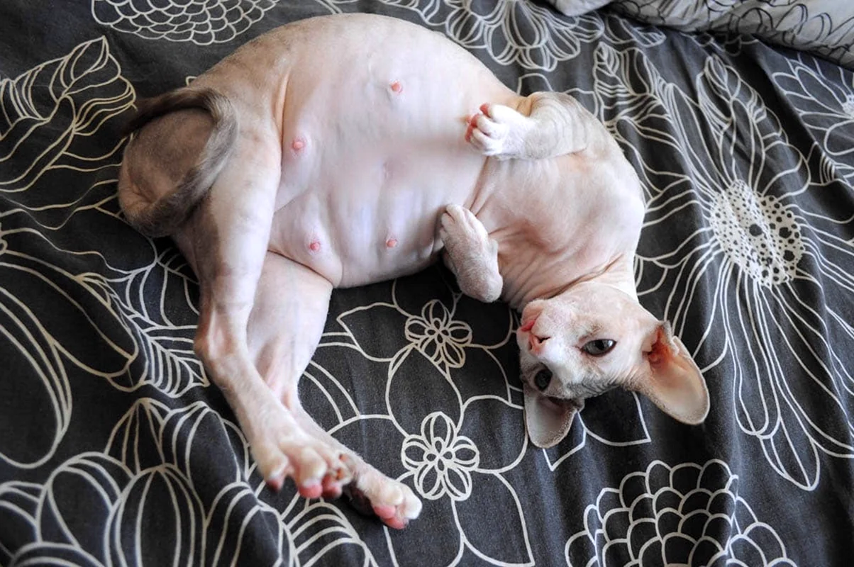 Беременная кошка сфинкс
