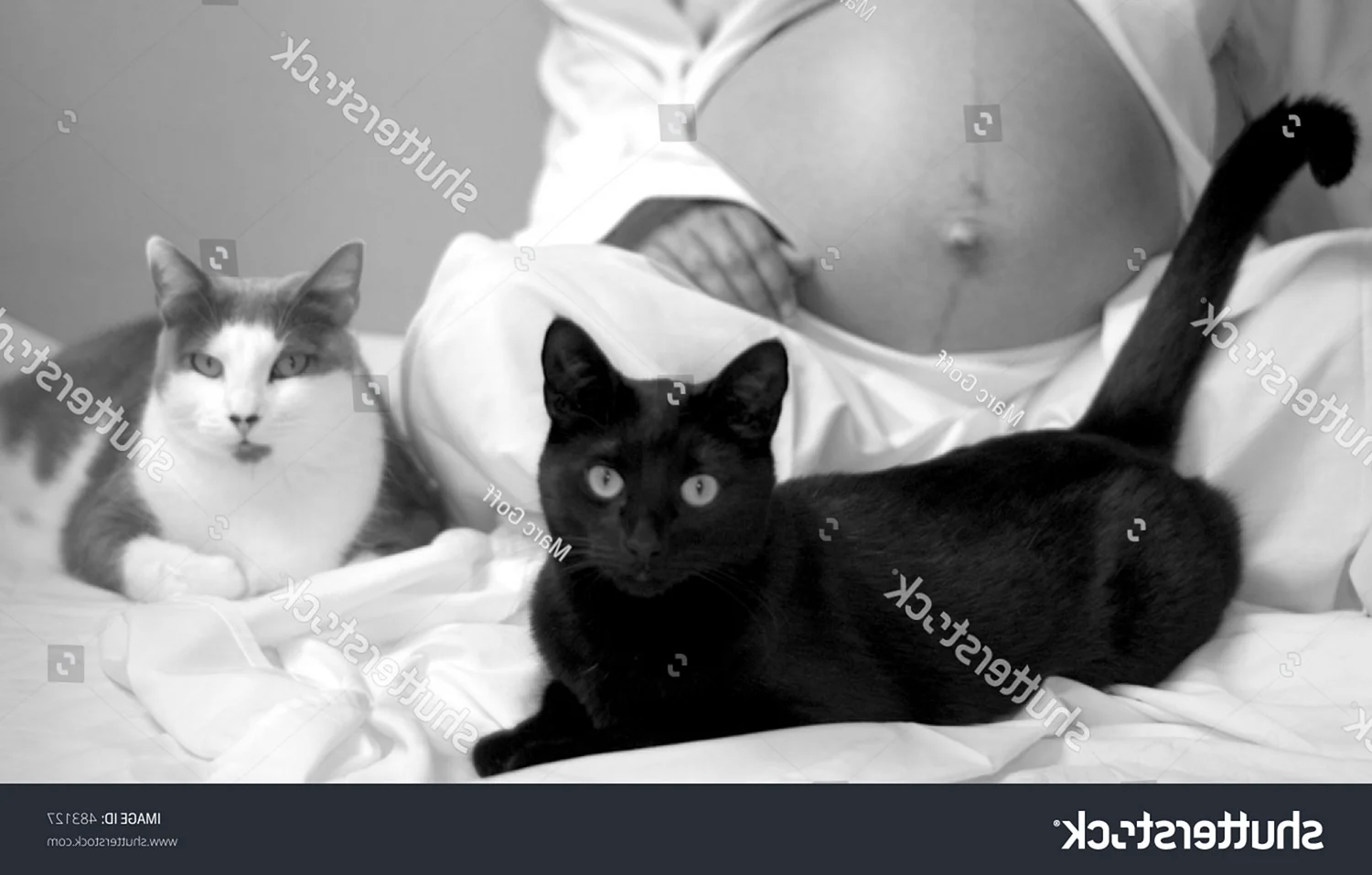 Беременная с котом