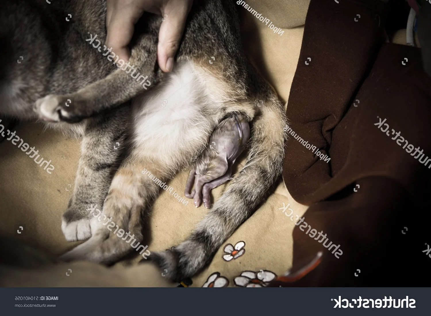 Беременность и роды у кошек