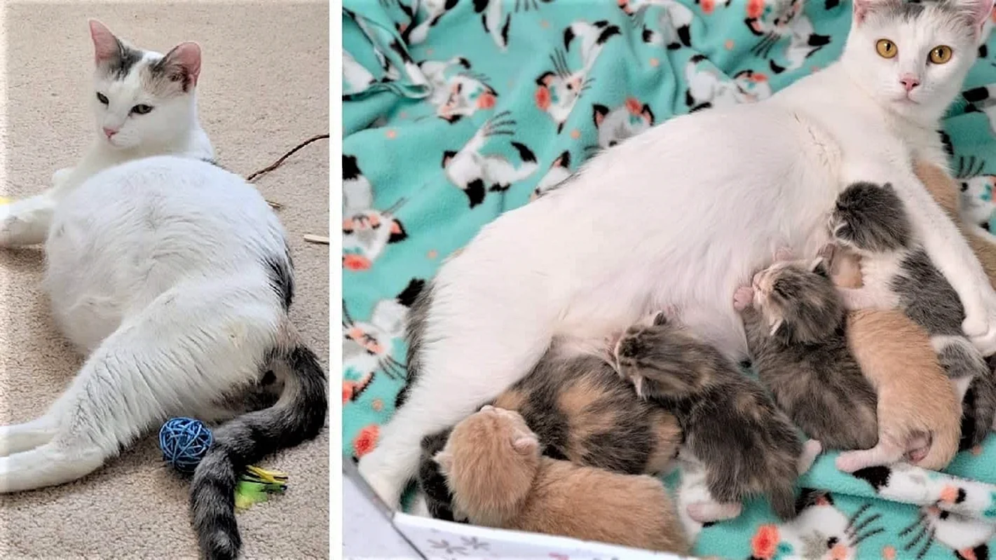 Беременные кошки