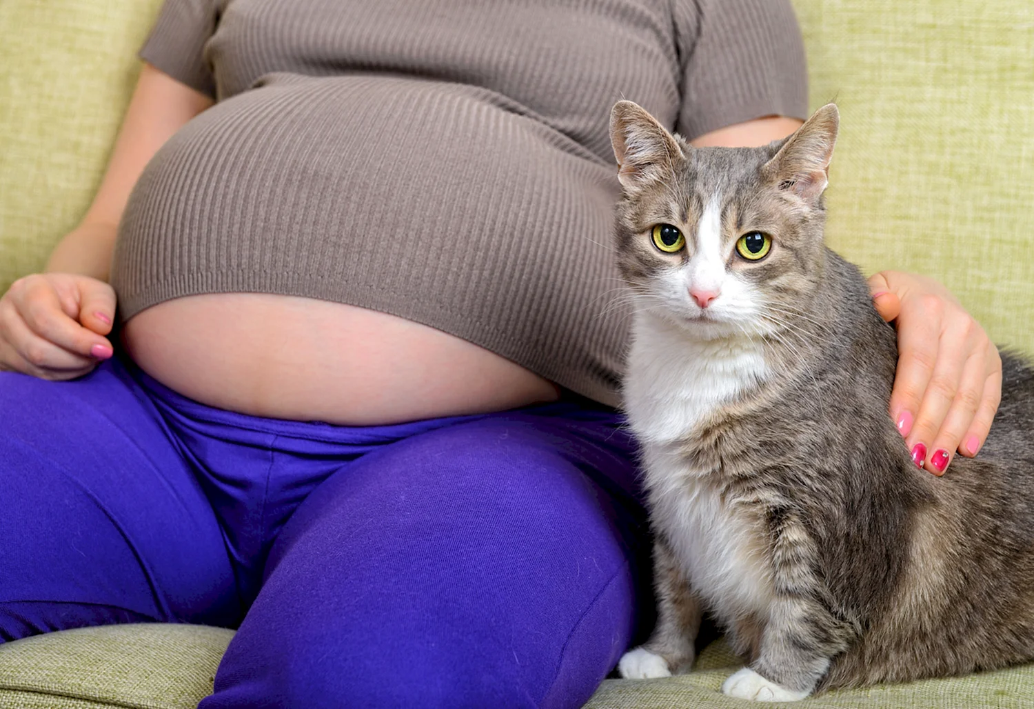 Беременные котики