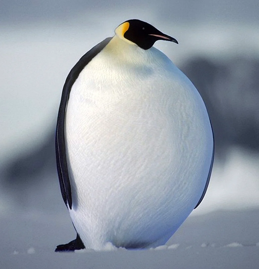 Беременный Пингвин