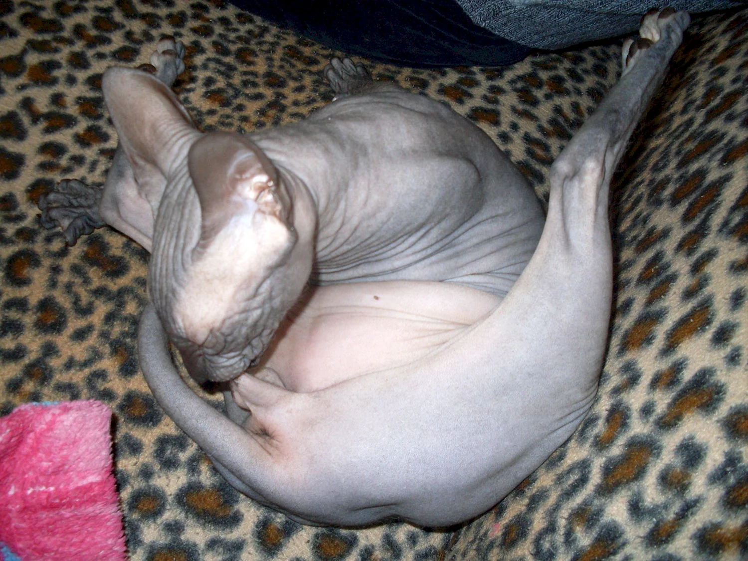 Беремменная кошка сфинкс