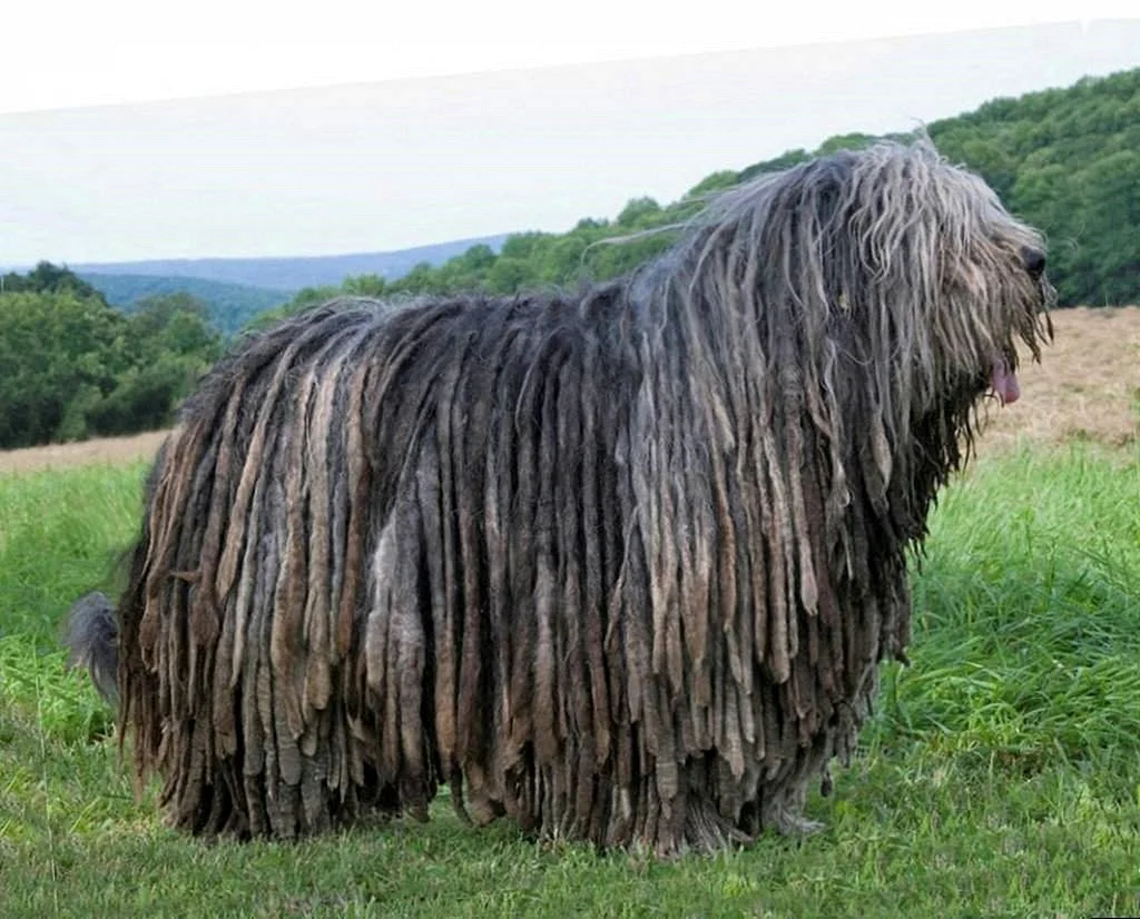 Порода собак Хмонг (40 фото)