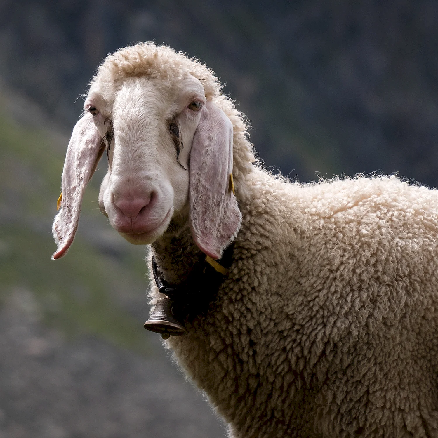 Бергшаф порода овец