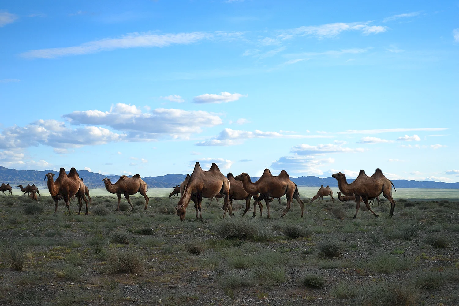 Бэрх степь лошади Монголия