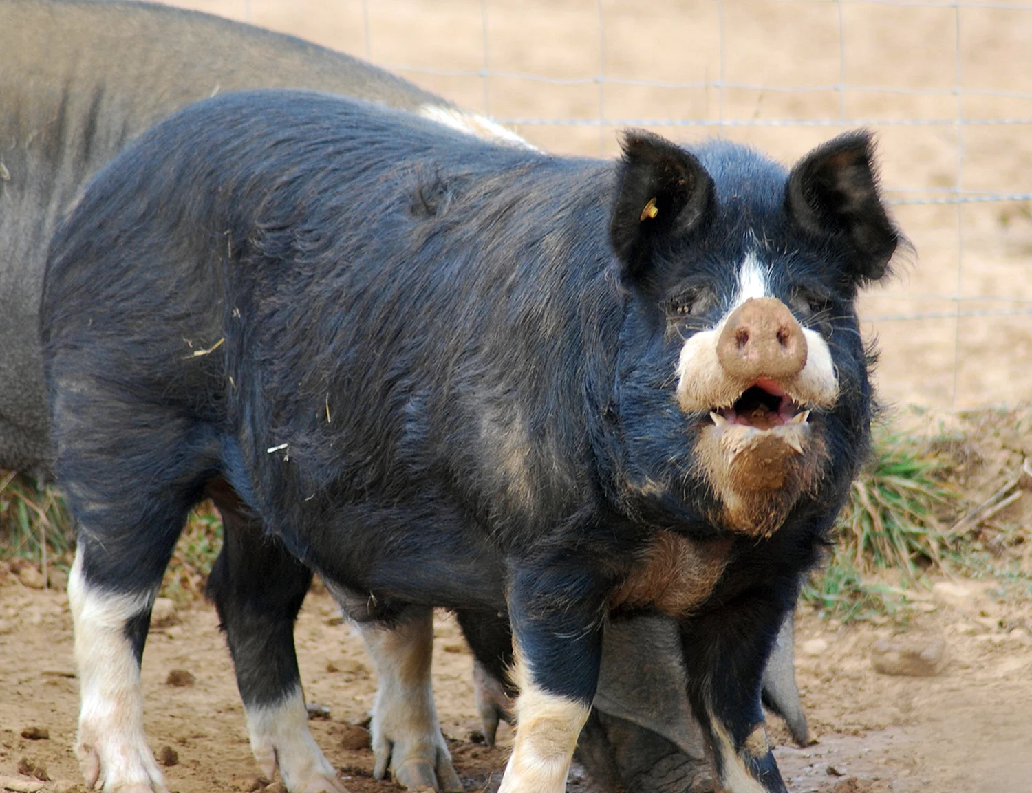 Беркшир порода свиней