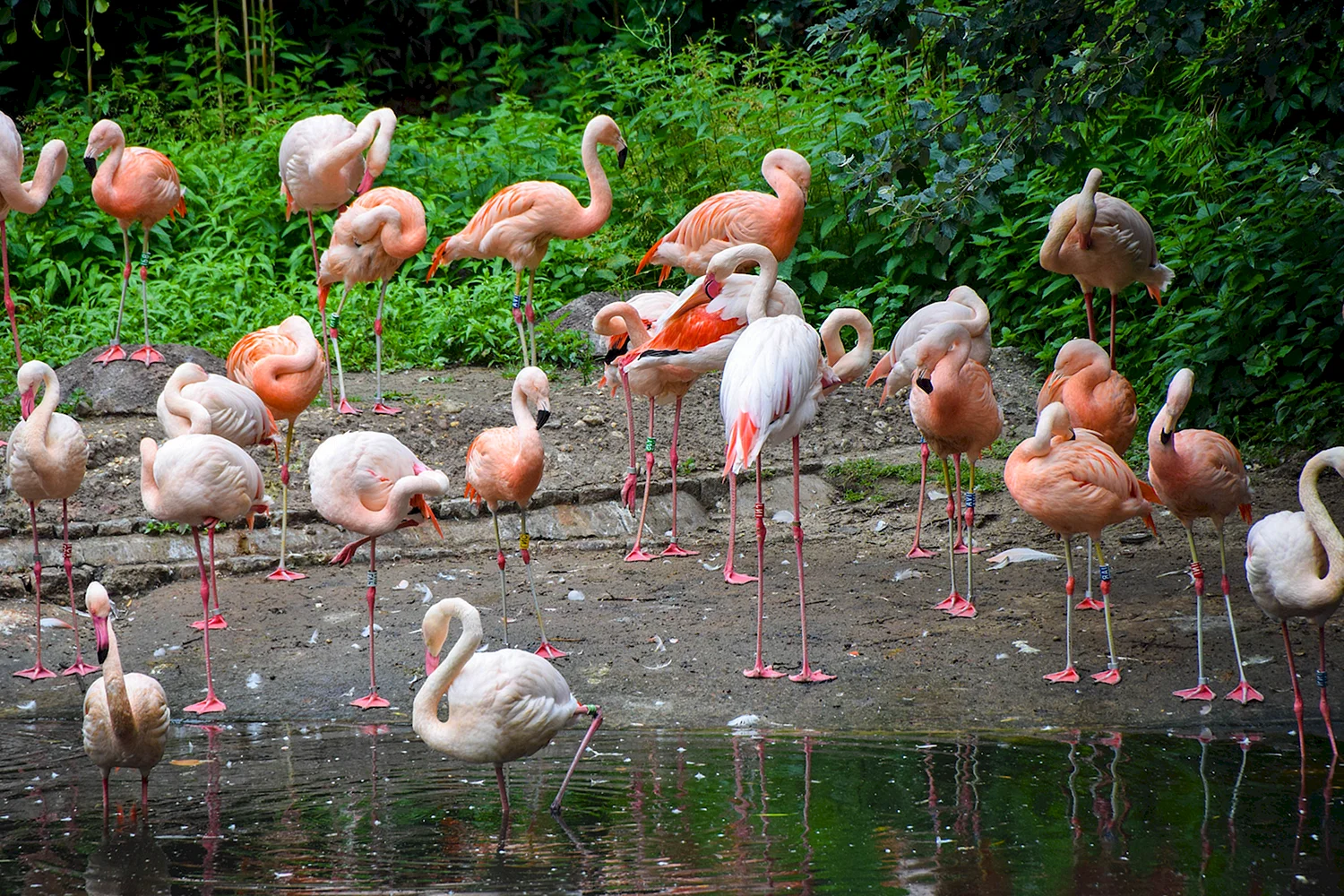 Берлинский зоопарк Фламинго