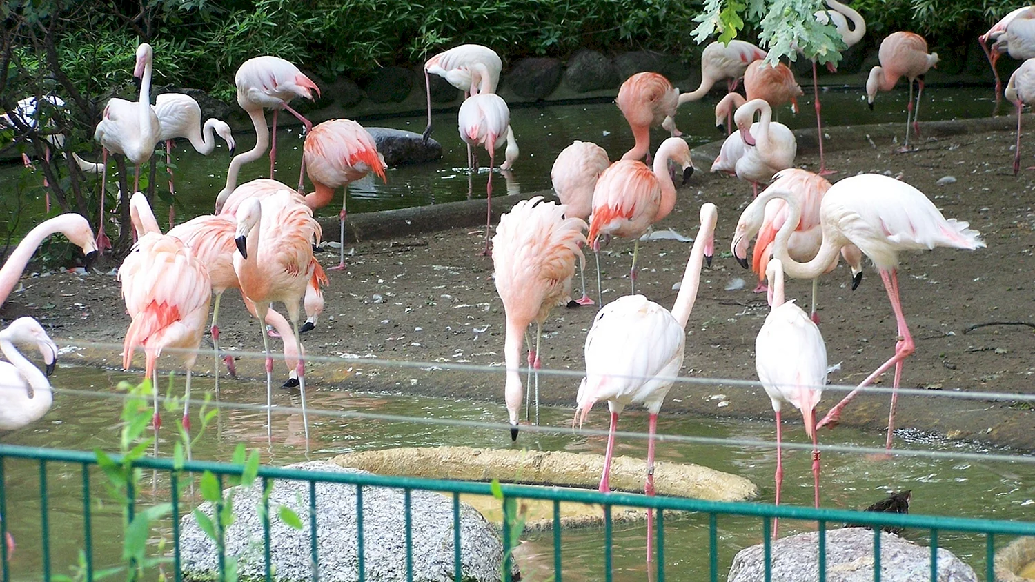Берлинский зоопарк Фламинго