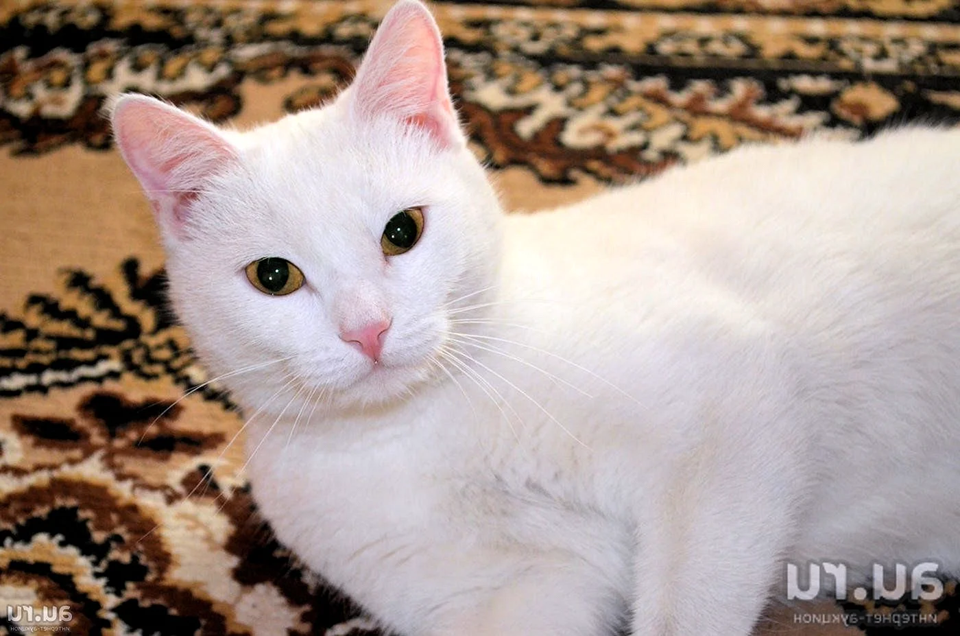 Беспородистый белый кот