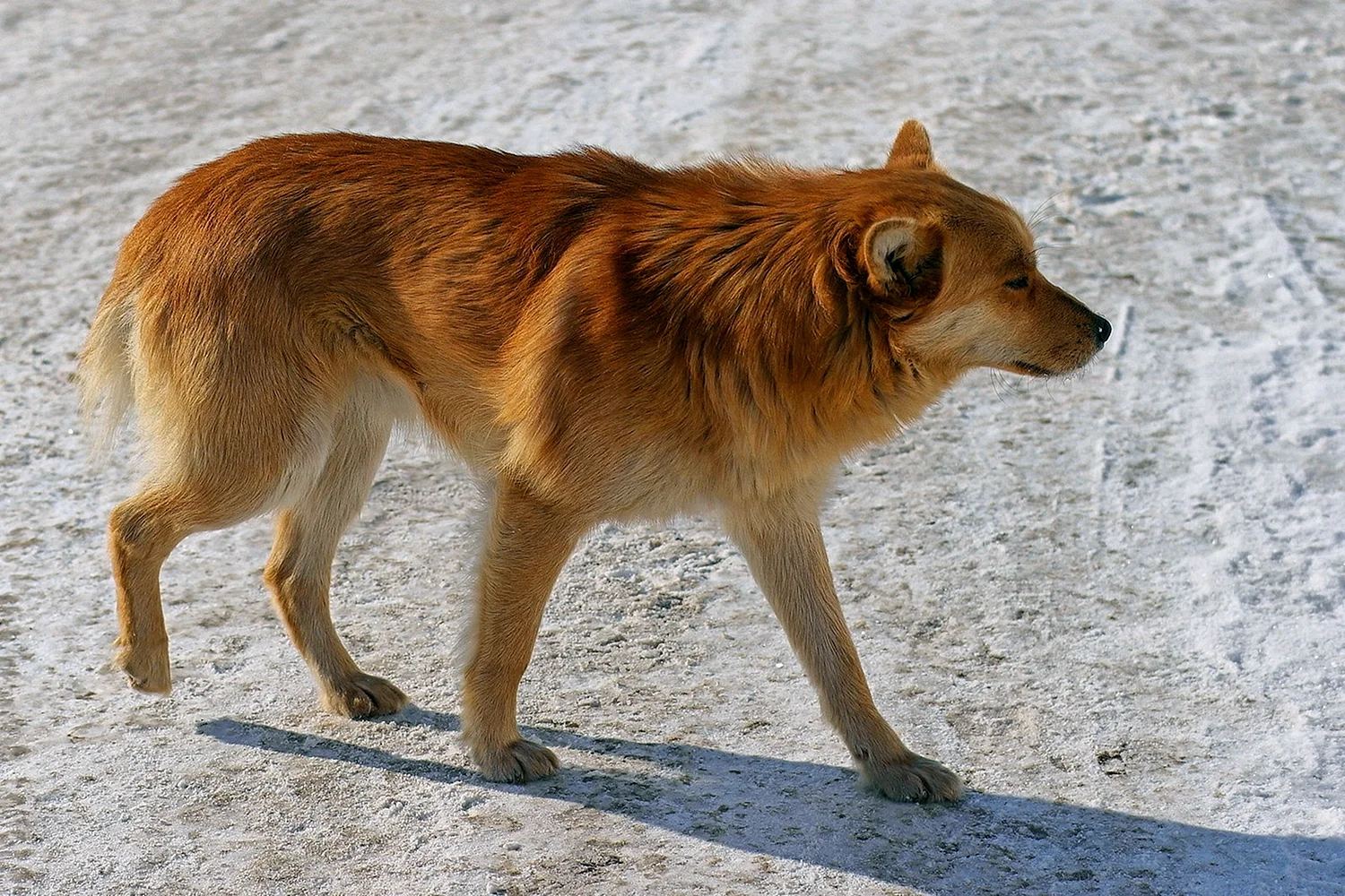 Беспородная собака дворняжка рыжая