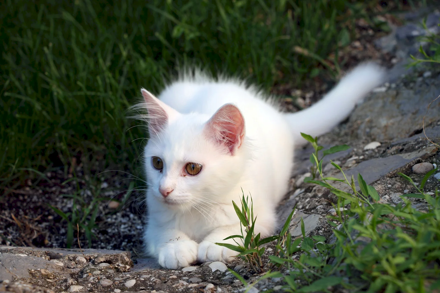 Беспородный белый кот