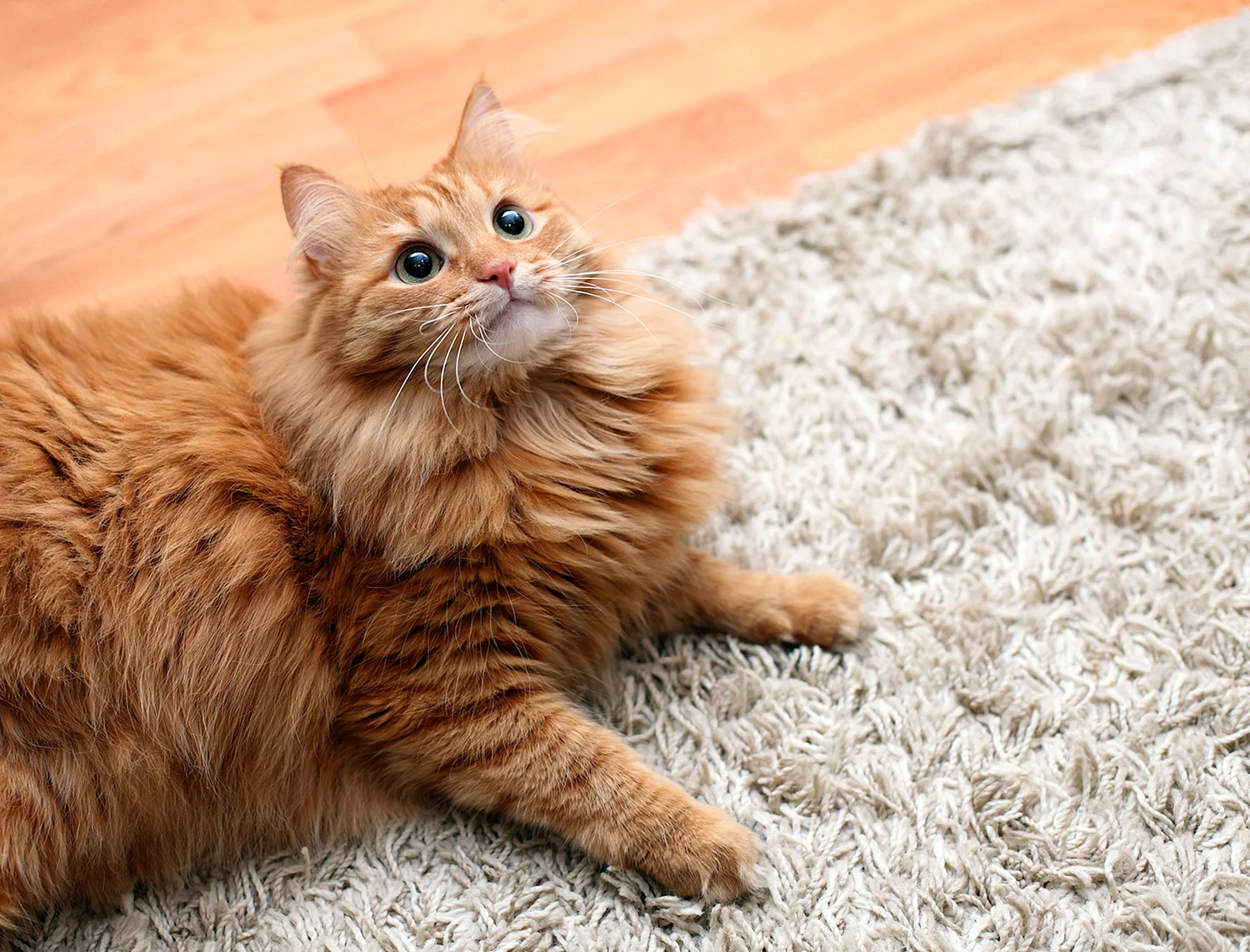 Беспородный длинношерстный рыжий кот