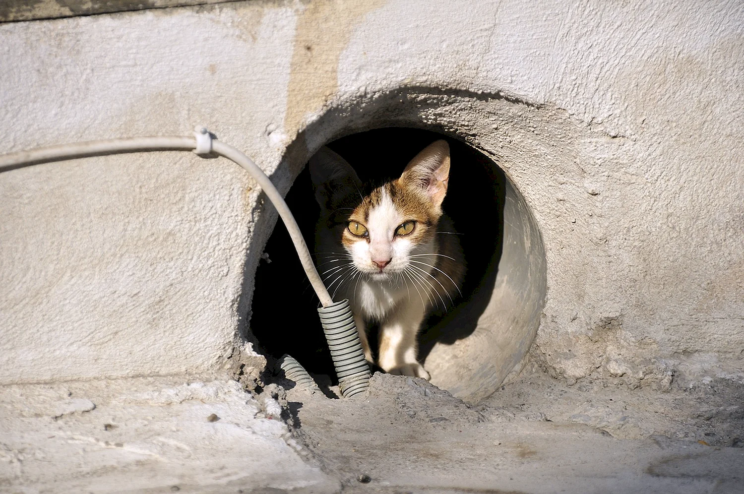 Бездомные кошки в подвале