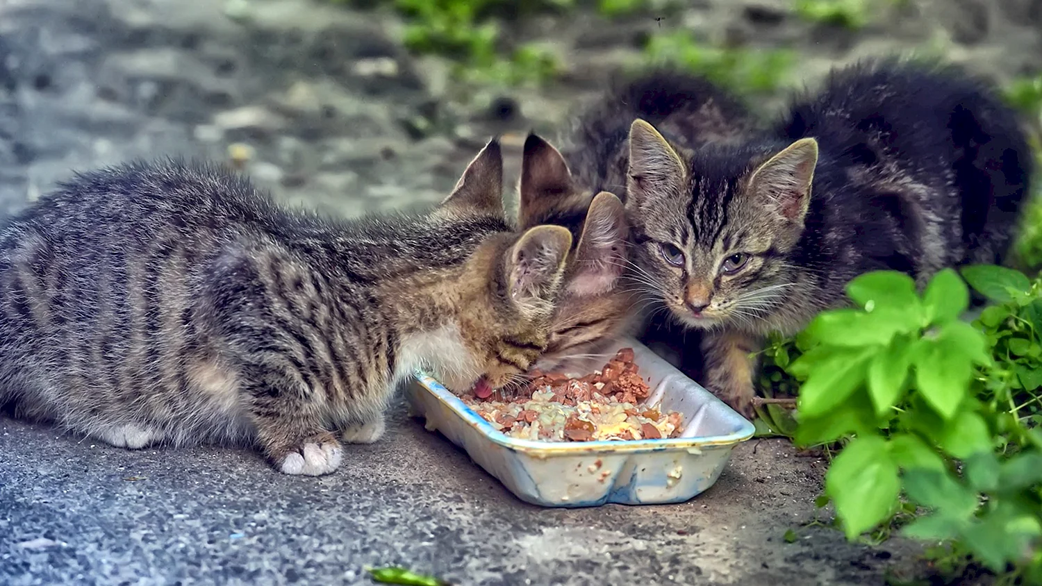 Бездомные котята