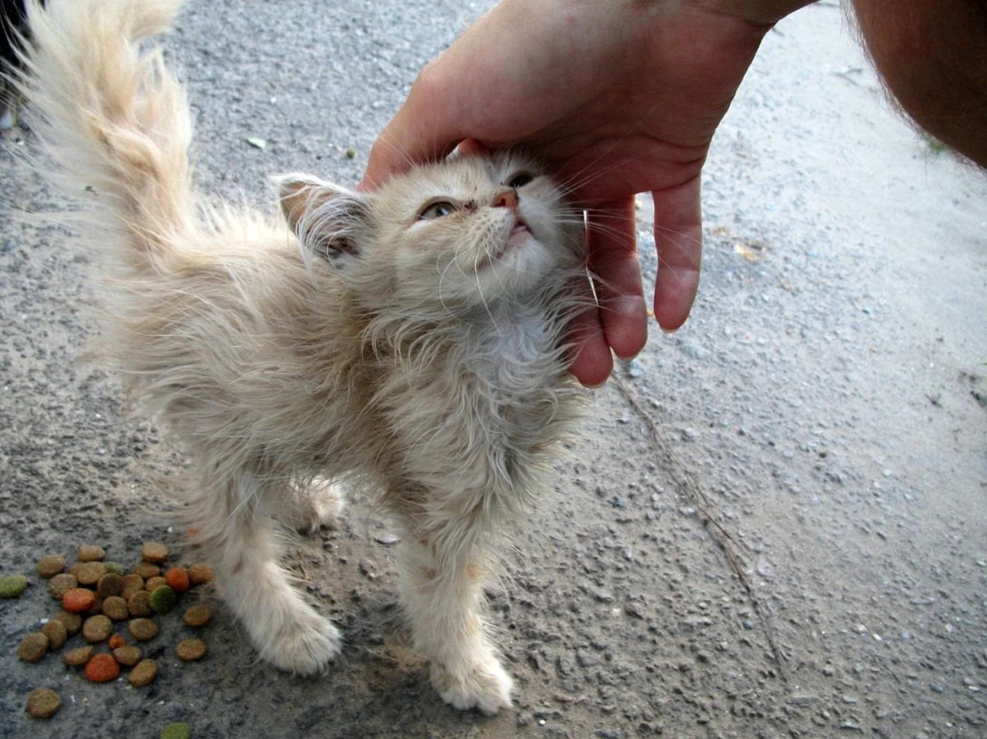 Бездомный котенок на руках