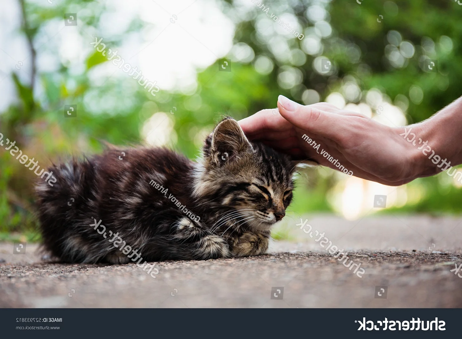 Бездомный котенок на руках