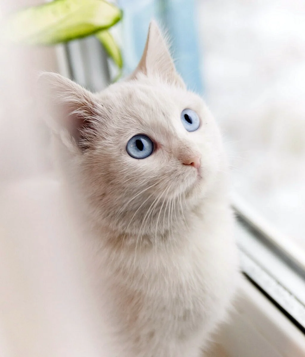 Бежевая кошка с голубыми глазами