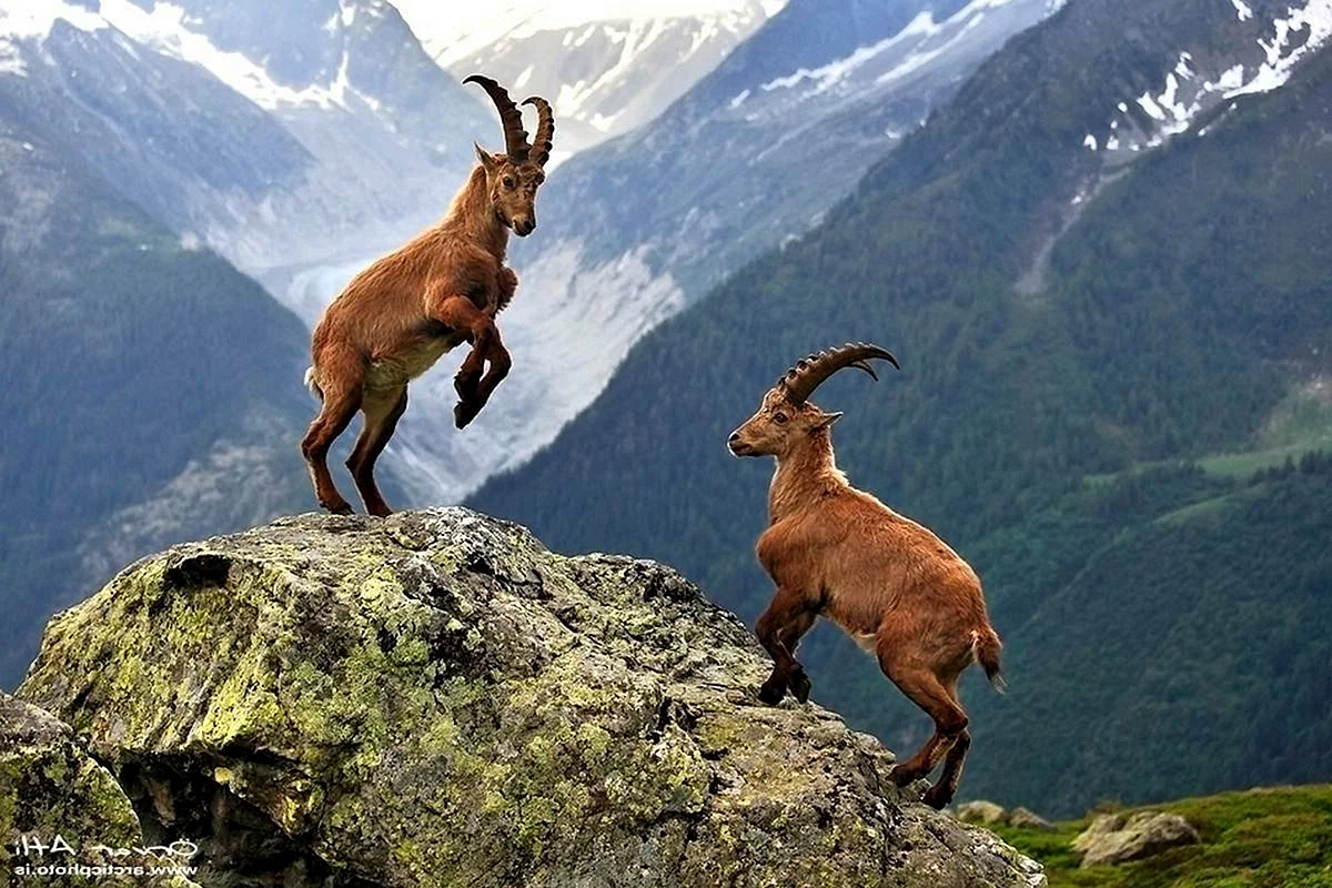 Безоаровый козел Гималаи