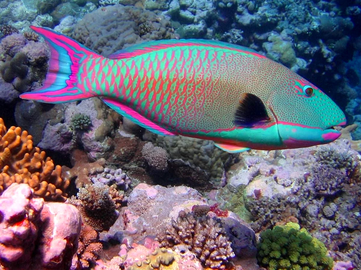 Биколор коралловая рыбка