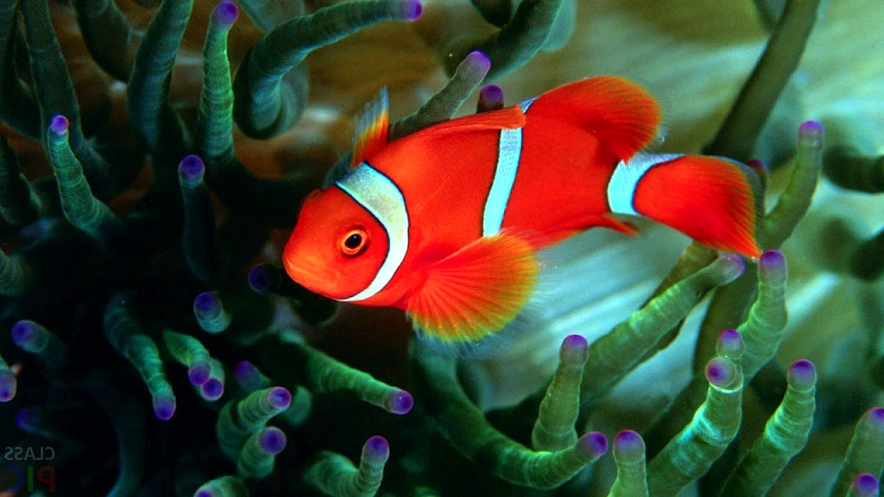 Биколор коралловая рыбка