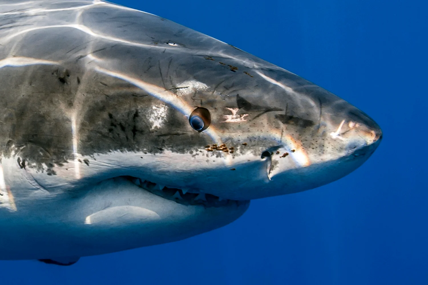Биологическая большеротая акула