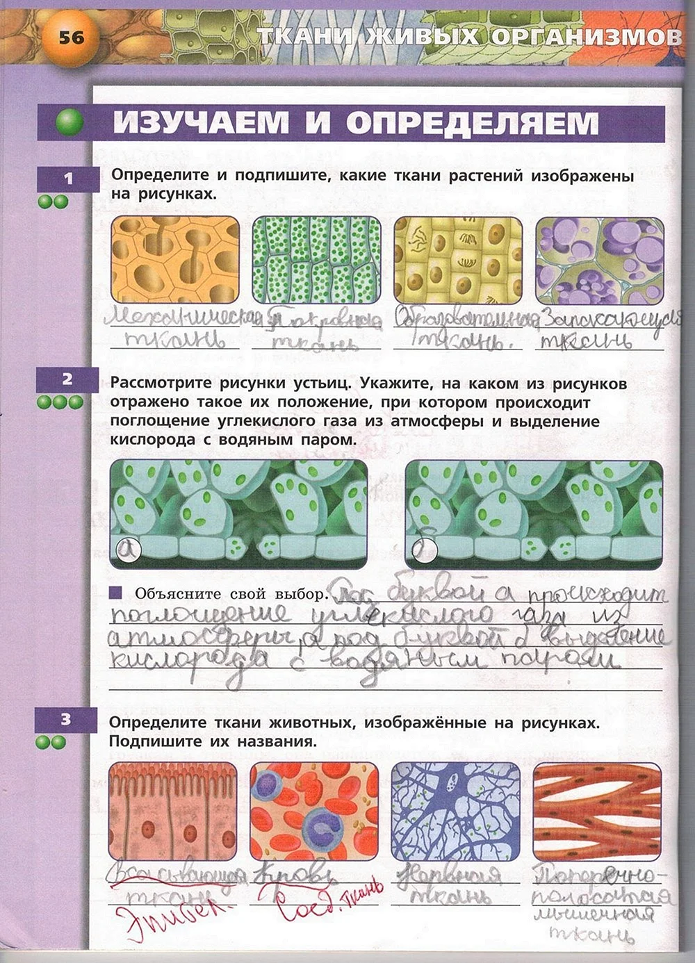 Биология 5 класс ткани животных и ткани растений