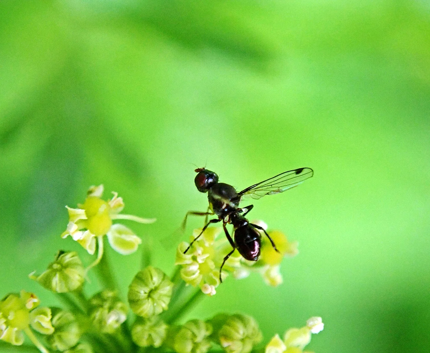 Биология летающие муравей