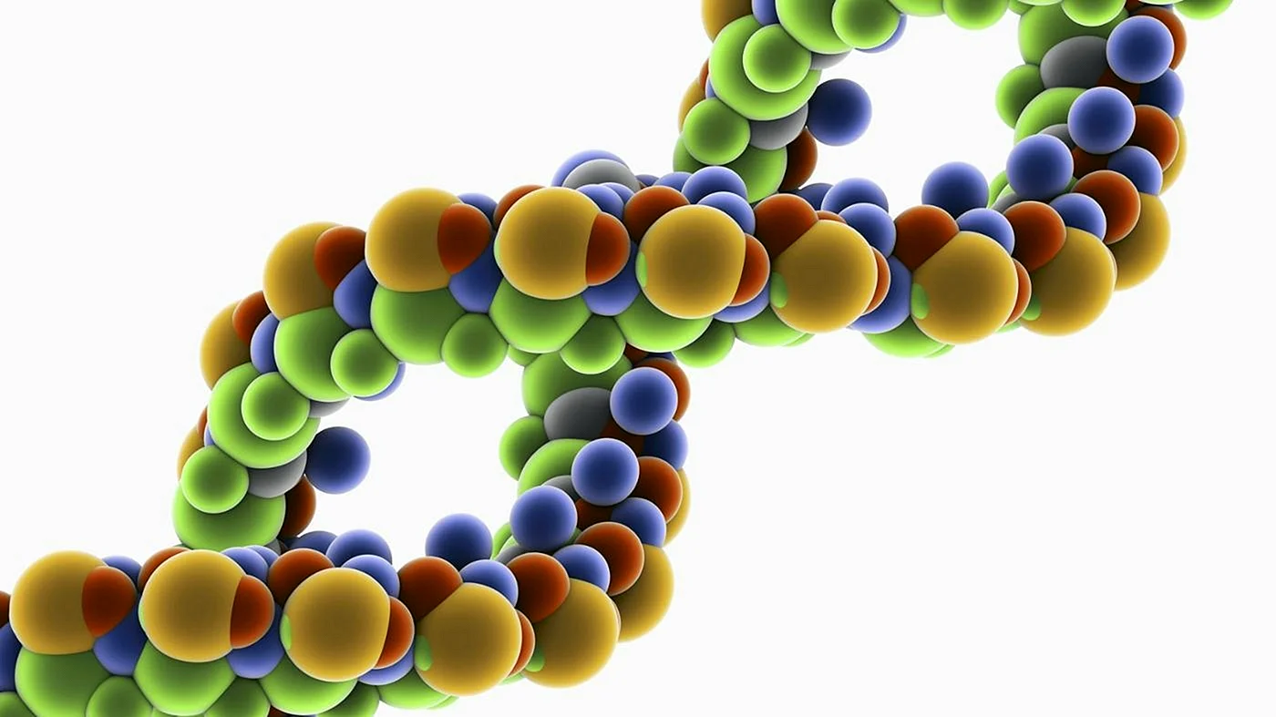 Биополимеры DNA