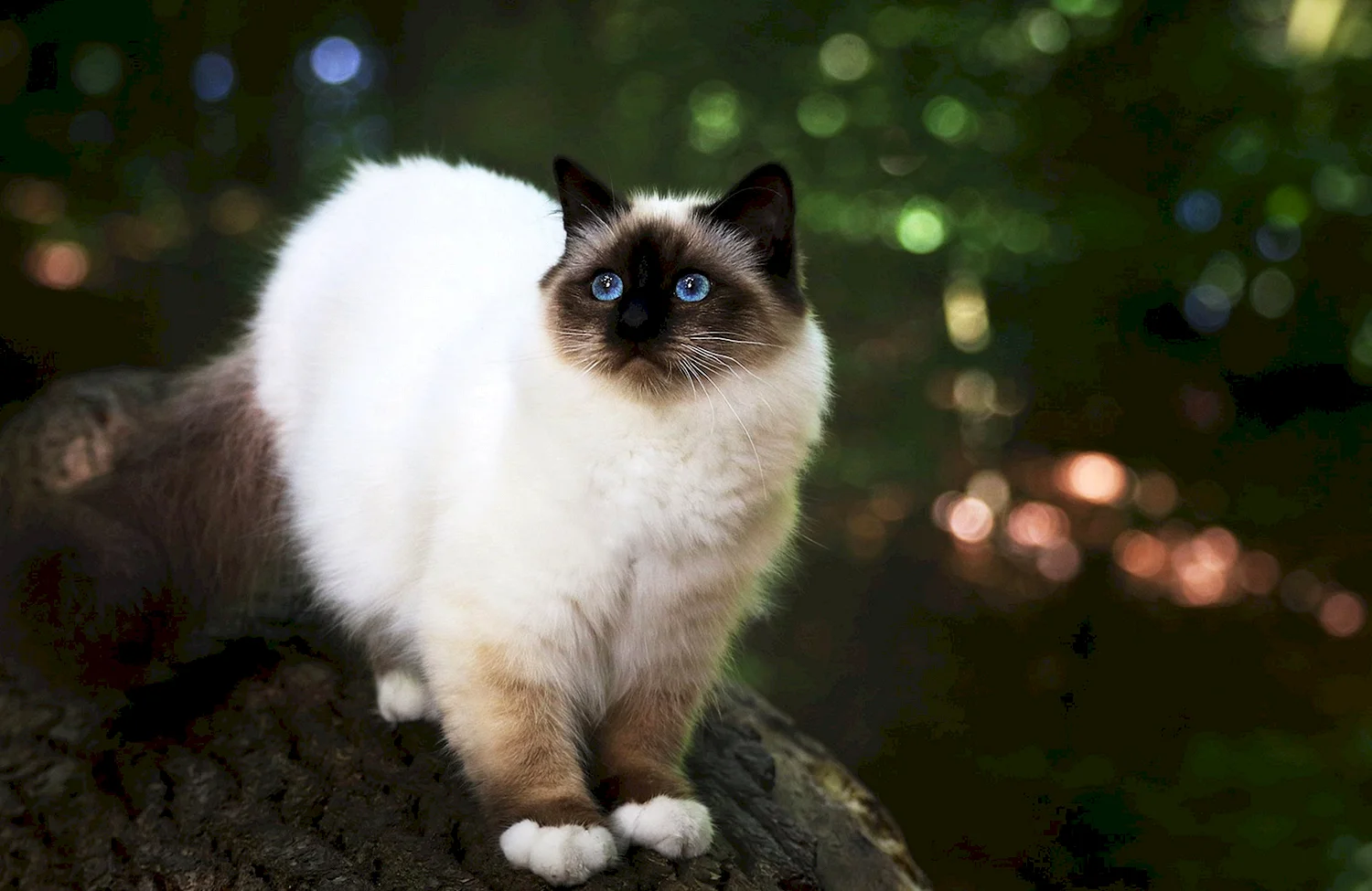 Пушистый сиамский кот (48 лучших фото)