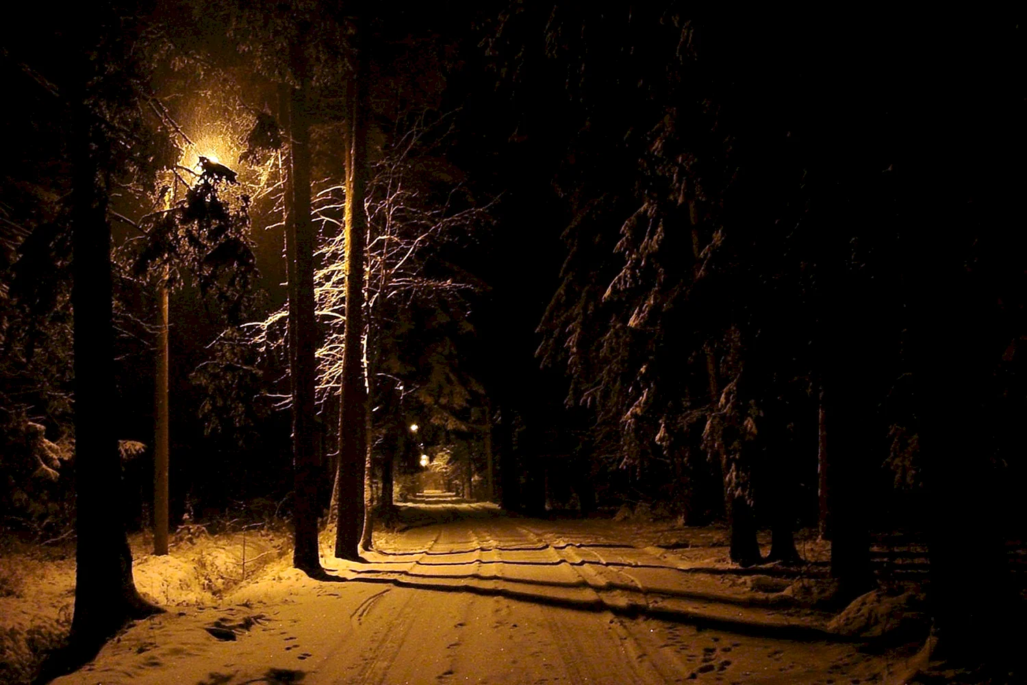 Битцевский лес ночью