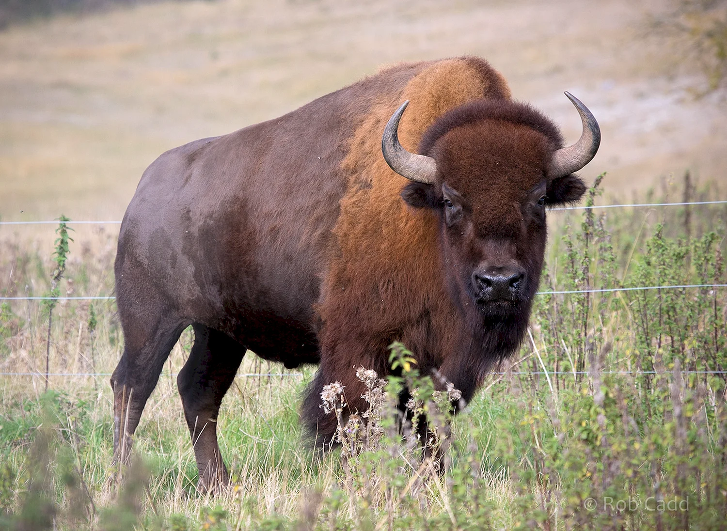 Бизон (Bison Bison)