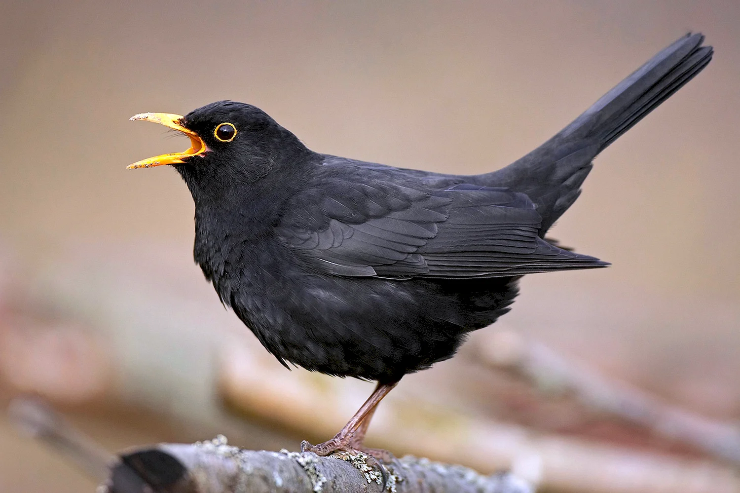 Blackbird птица