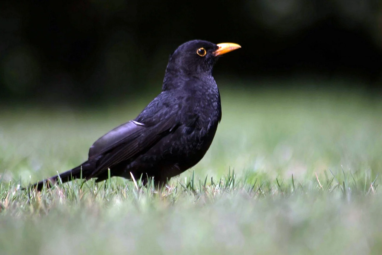 Blackbird птица черный Дрозд