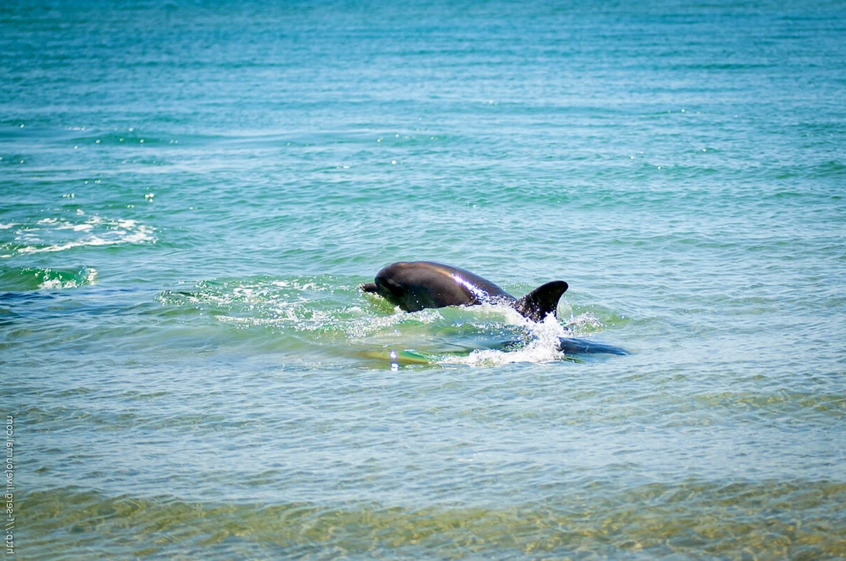 Благовещенская Анапа дельфины