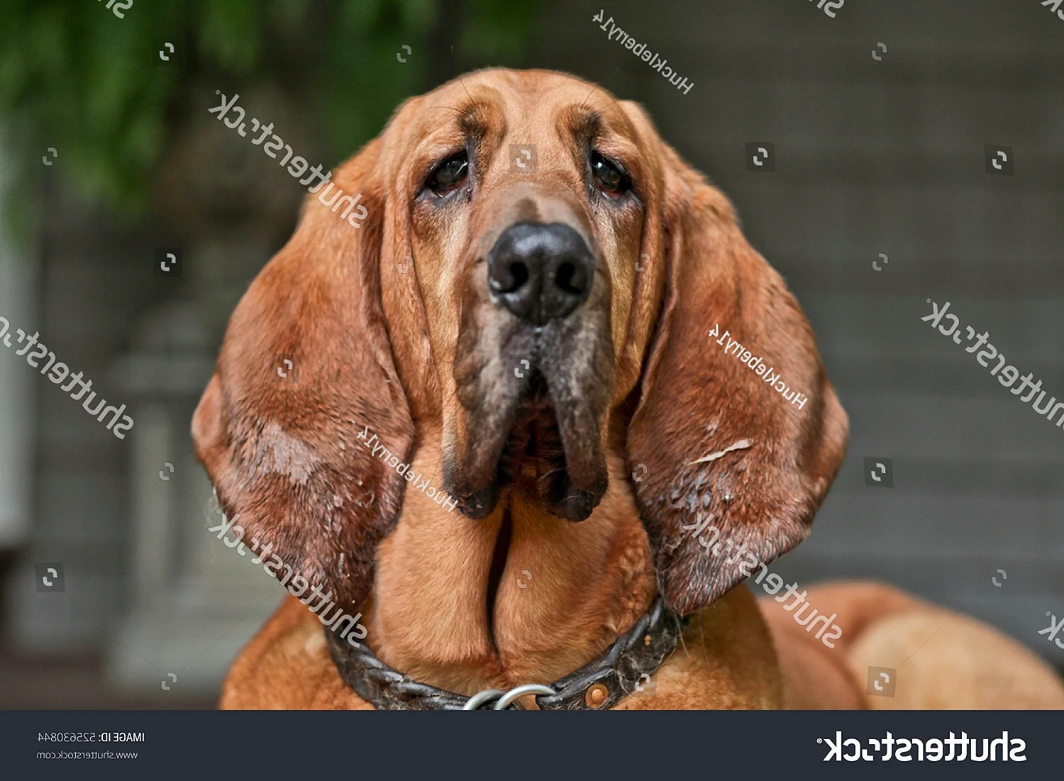 Bloodhound порода