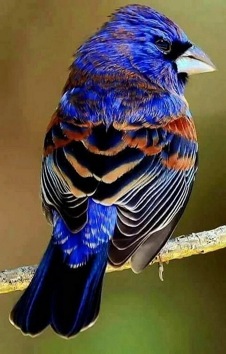 Blue Grosbeak птица