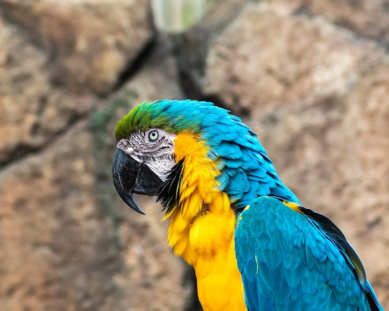 Blue Macaw попугай