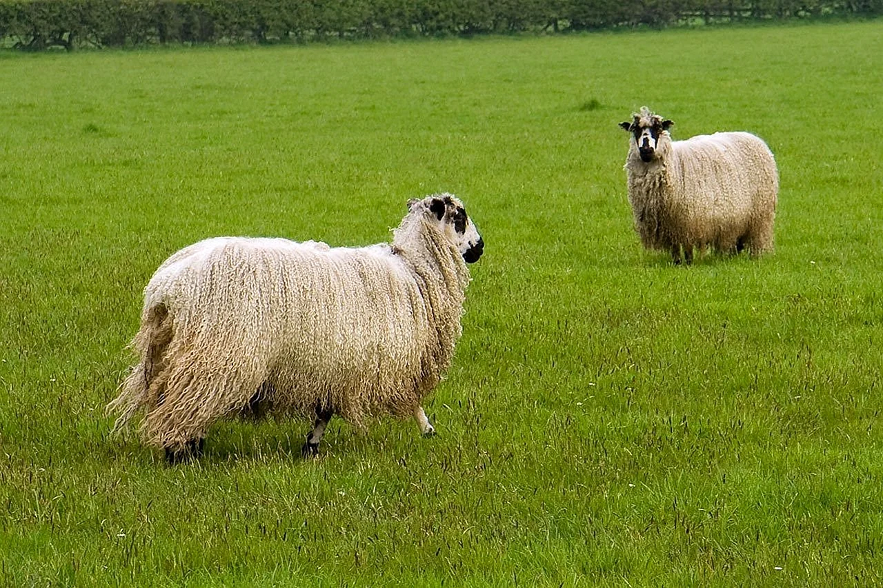Бобтейл пасет овец