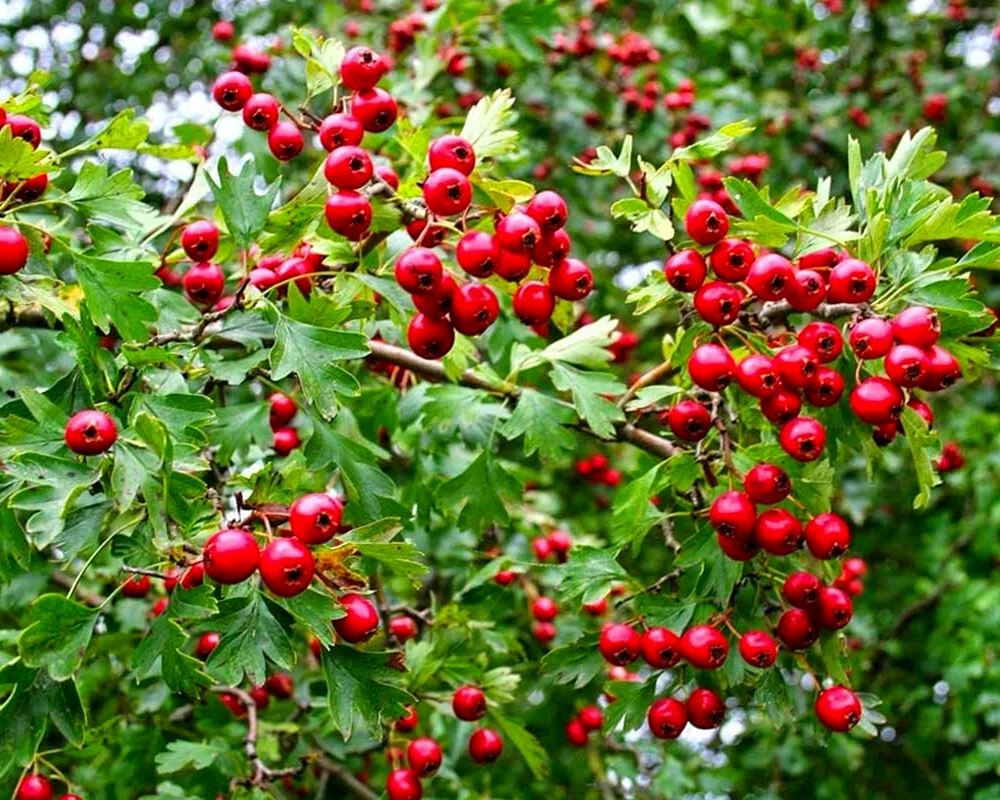 Боярышник Арнольда Crataegus arnoldiana