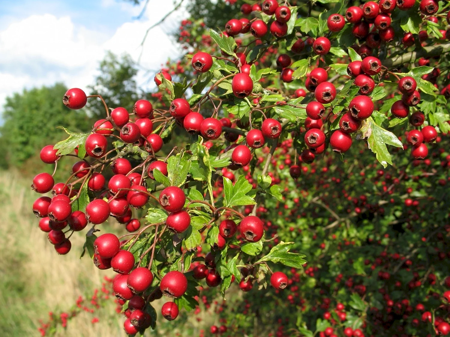 Боярышник Арнольда Crataegus arnoldiana