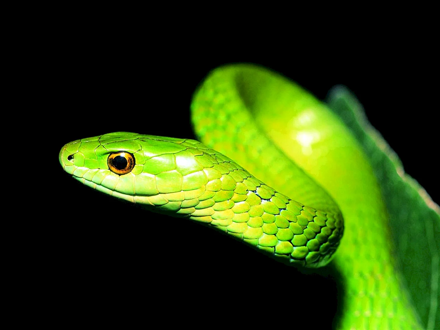 Бойги зеленая змея