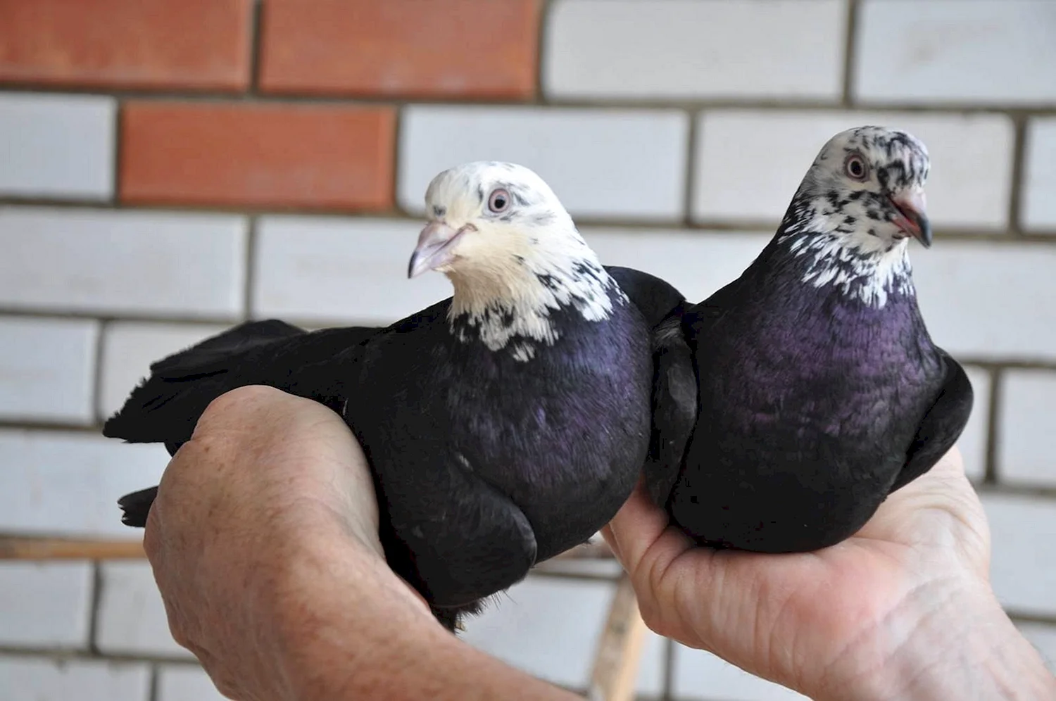Бойные голуби Чили