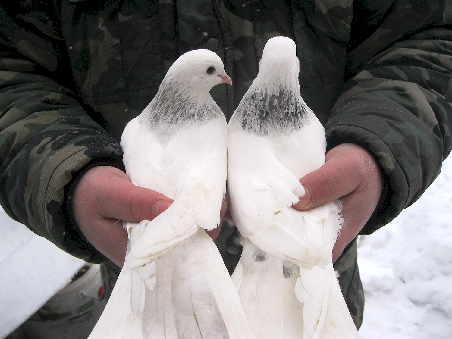 Бойные голуби мраморные Бакинские
