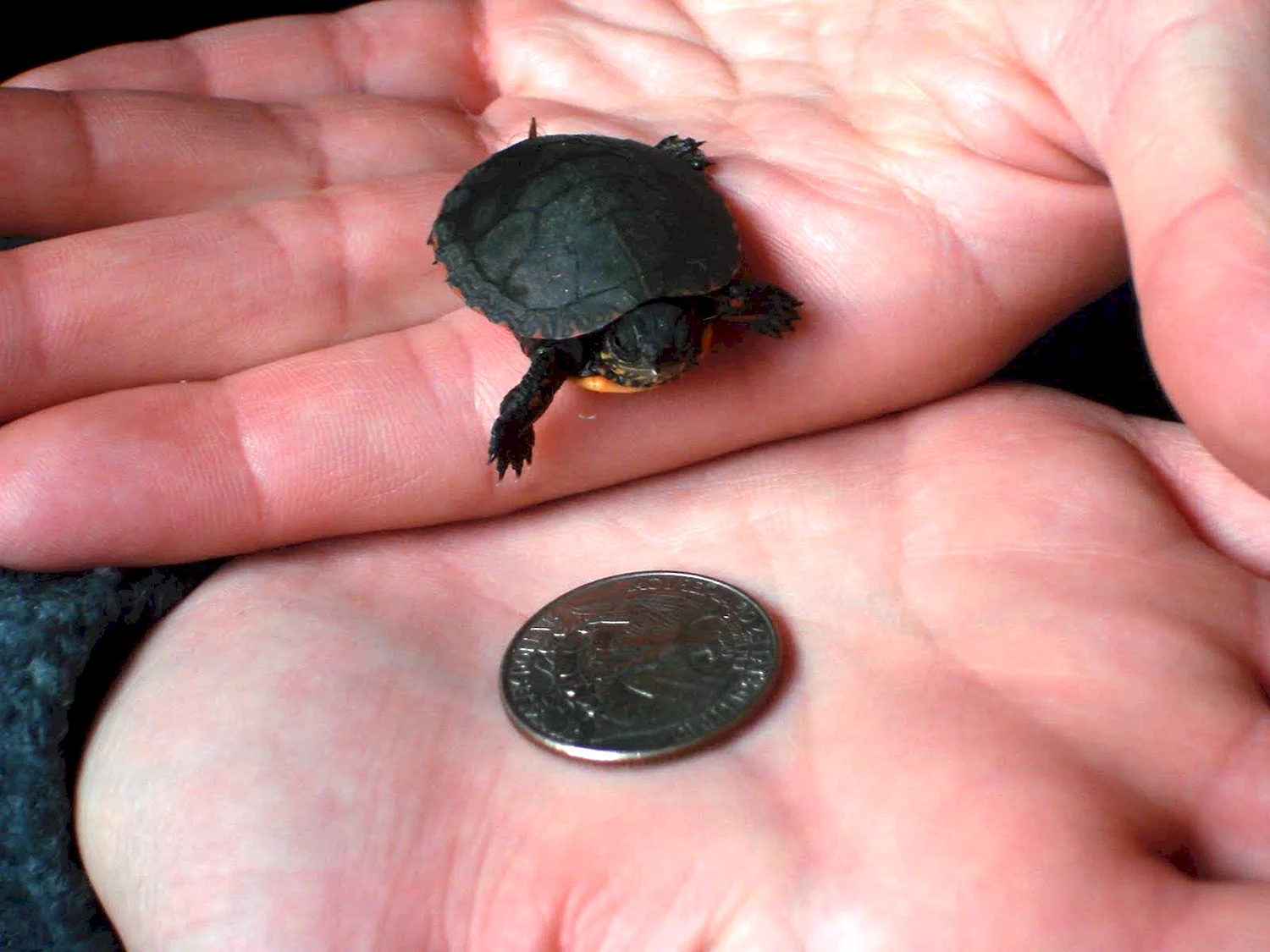 Болотная черепаха маленькая