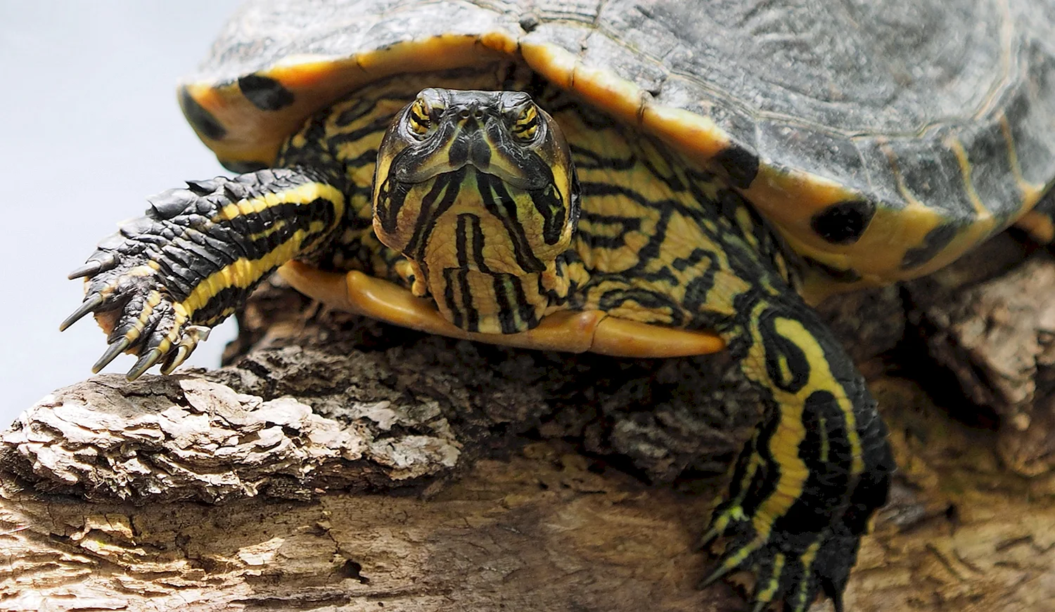 Болотная желтоухая черепаха