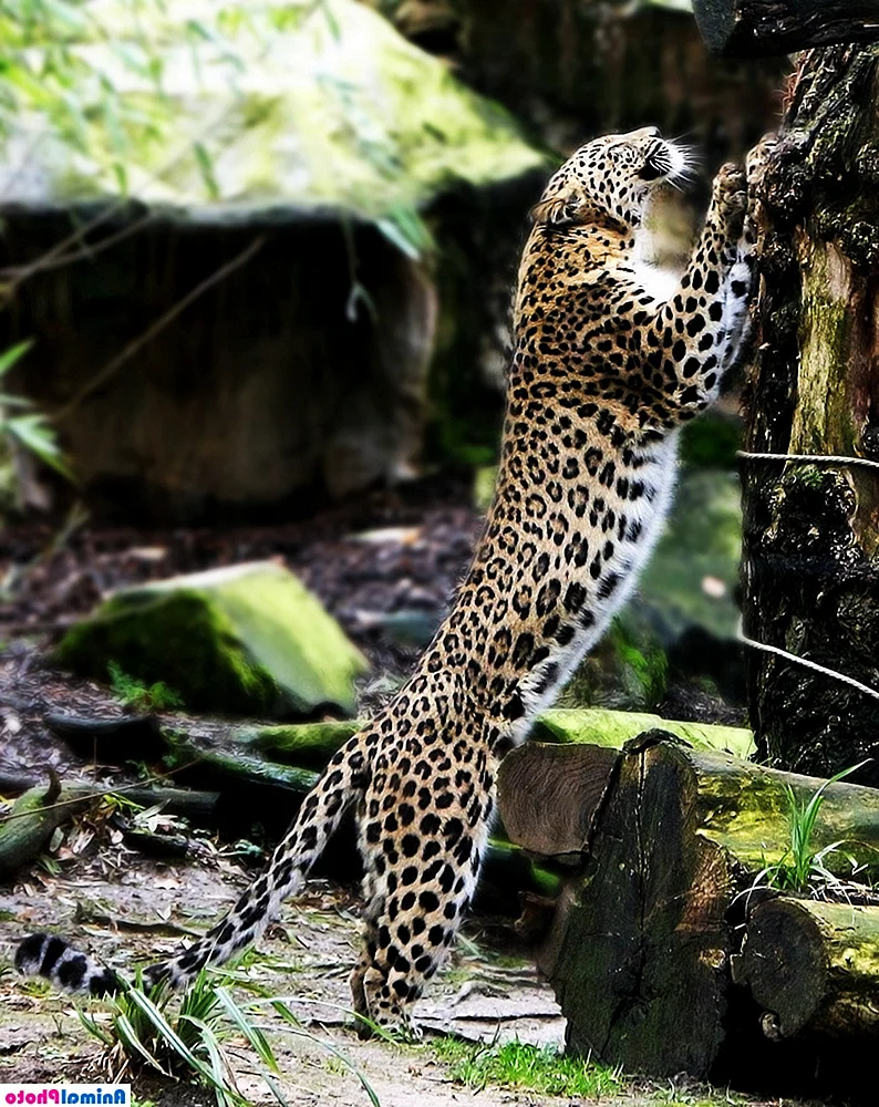 Болотный леопард