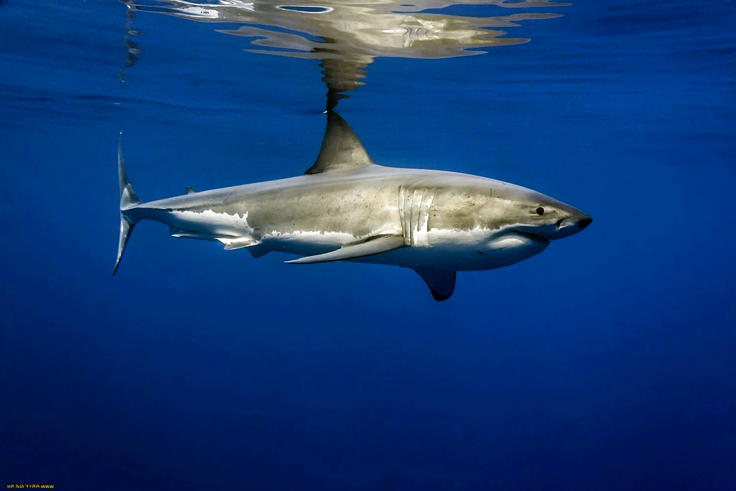 Большая белая акула (Carcharodon carcharias)