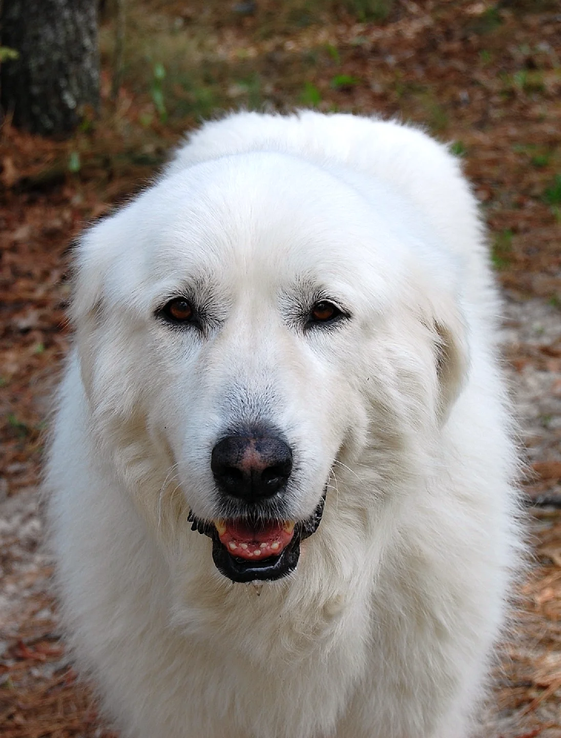 Большая белая собака