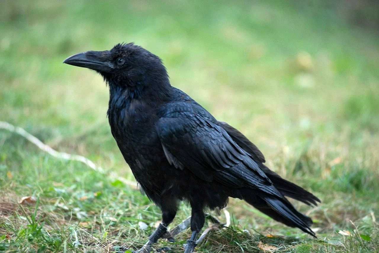 Большая черная птица похожая на ворона